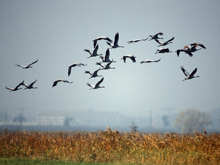 Vogeltürme